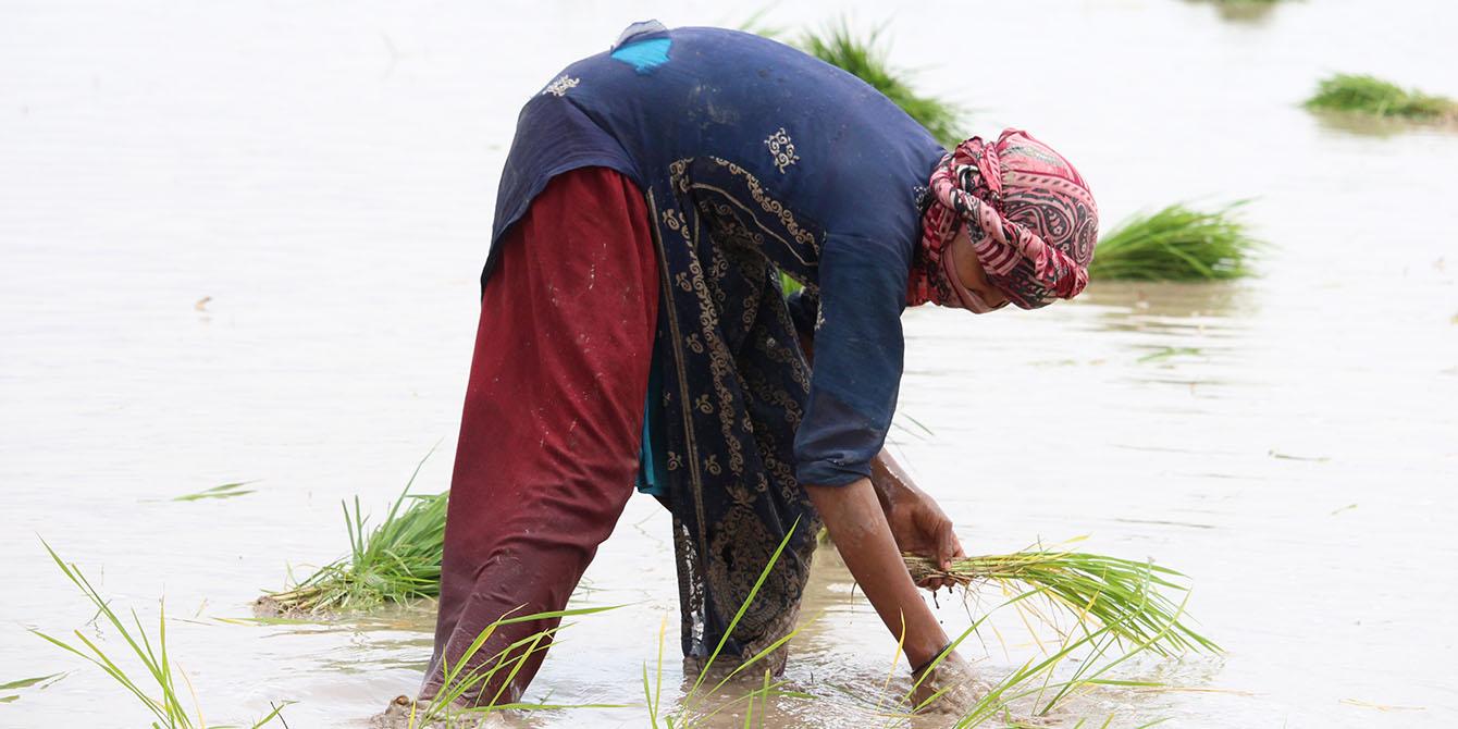 Urgent action needed for Asia's rice farmers Urgent action needed for Asia's rice farmers
