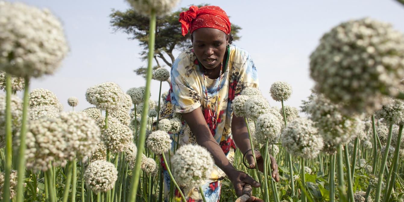 Kitabe is part of Oxfam's horticulture value chain project where farmers grow onions to sell to the nearby markets at a profit. Abbie Trayler-Smith/Oxfam Kitabe is part of Oxfam's horticulture value chain project where farmers grow onions to sell to the nearby markets at a profit. Abbie Trayler-Smith/Oxfam