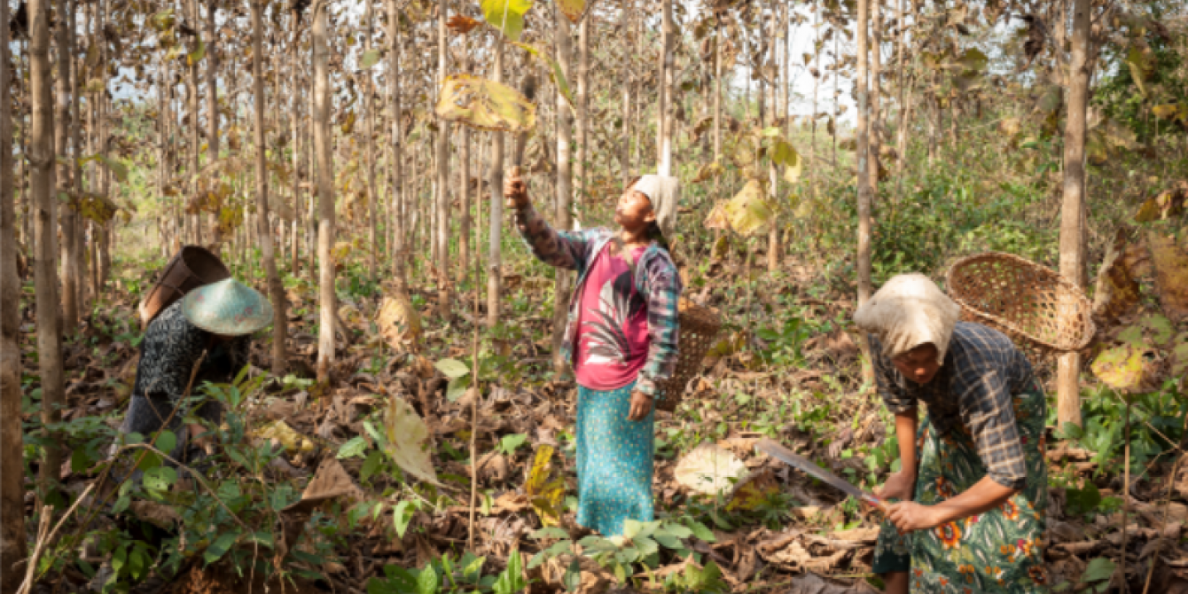 Local Women in Community Forest in Kachin state Local Women in Community Forest in Kachin state