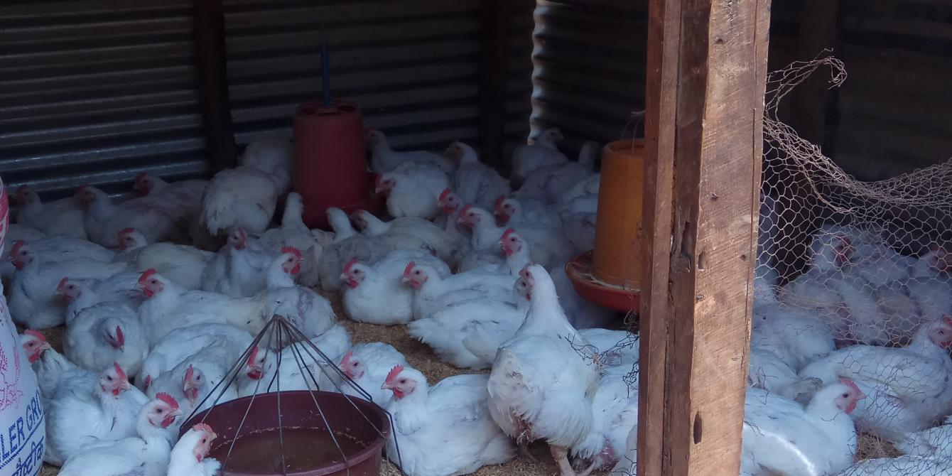 The restored poultry farm in Sindhupalchowk The restored poultry farm in Sindhupalchowk
