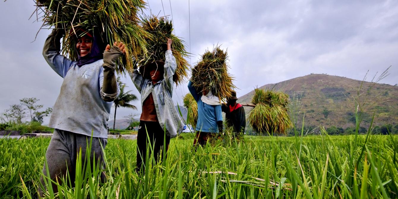 Women farmers carrying on their heads newly-harvested palay (Photo: Veejay Villafranca/Oxfam) Women farmers carrying on their heads newly-harvested palay (Photo: Veejay Villafranca/Oxfam)