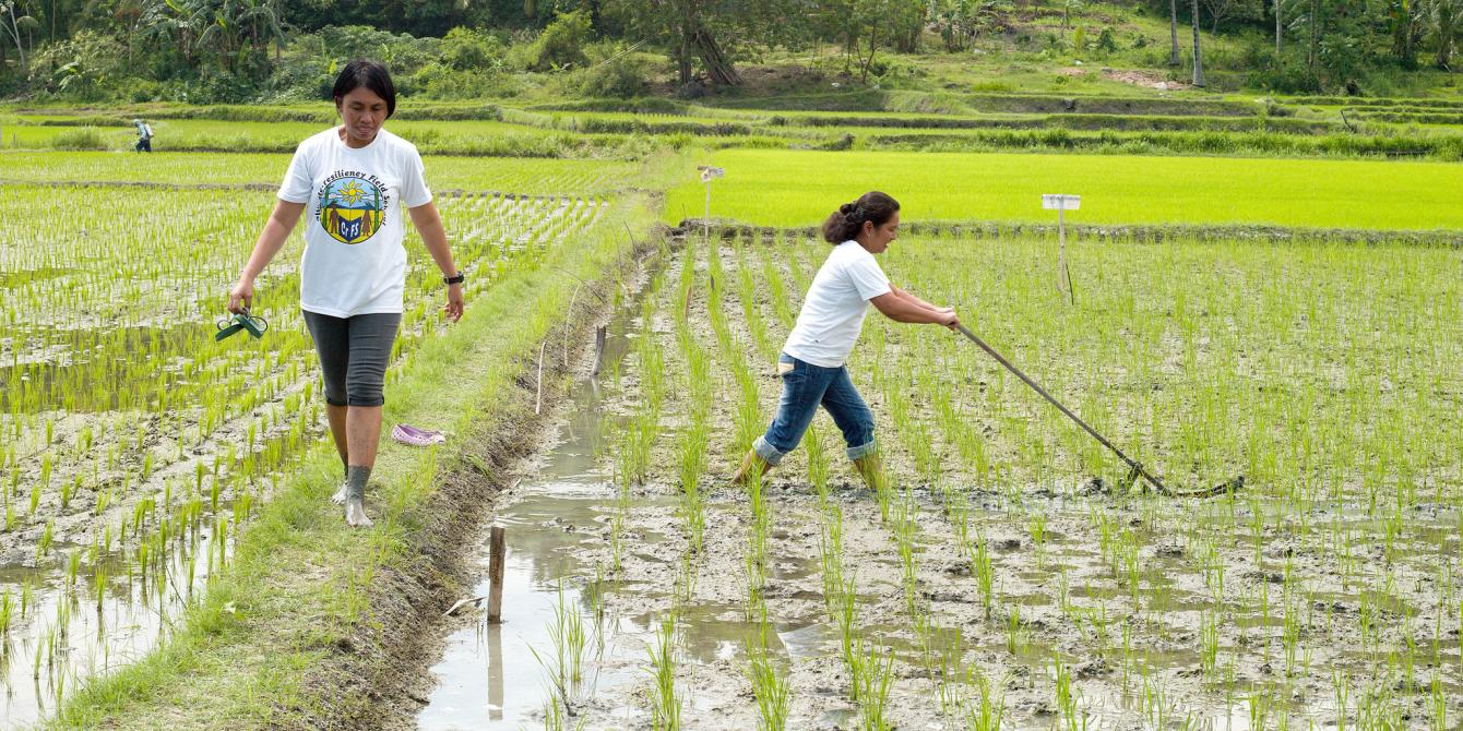 Emily Alpass demonstrates how to weed an organic paddy field. Oxfam has set up a number of Field Schools, giving farmers the opportunity to learn about new farming techniques and practices, grow new vegetable varieties, learn about climate change and making their own organic fertilizers. Each field school has roughly 32 members at one time who attend sessions on a weekly basis for 6 months.Photo: Tessa Bunney/ Oxfam Emily Alpass demonstrates how to weed an organic paddy field. Oxfam has set up a number of Field Schools, giving farmers the opportunity to learn about new farming techniques and practices, grow new vegetable varieties, learn about climate change and making their own organic fertilizers. Each field school has roughly 32 members at one time who attend sessions on a weekly basis for 6 months.Photo: Tessa Bunney/ Oxfam