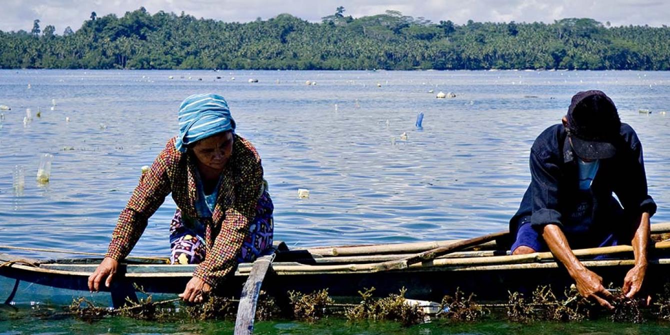 Seaweeds farmers harvesting (Photo: Veejay Villafranca) Seaweeds farmers harvesting (Photo: Veejay Villafranca)