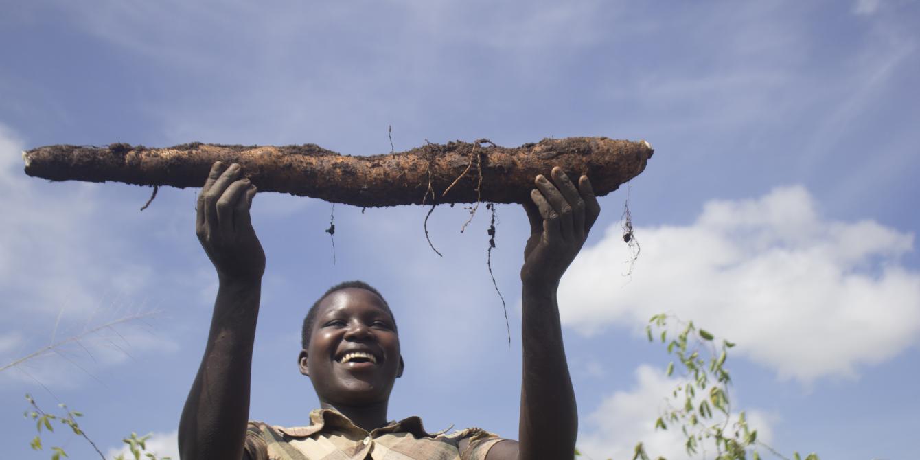The cassava project project focuses on cassava, one of the most important staple crops in Northern Uganda. Photo credit:Oxfam The cassava project project focuses on cassava, one of the most important staple crops in Northern Uganda. Photo credit:Oxfam