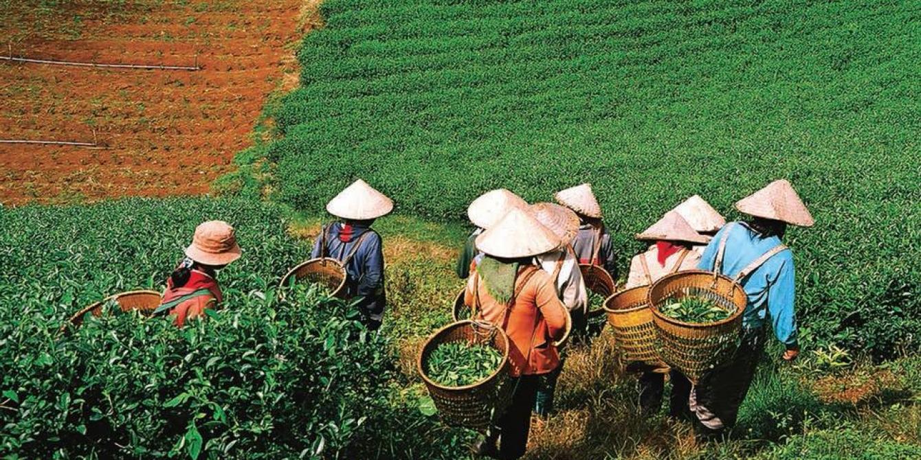 GROW Farmer's Rights, Voices, and Choices Oxfam in Vietnam
